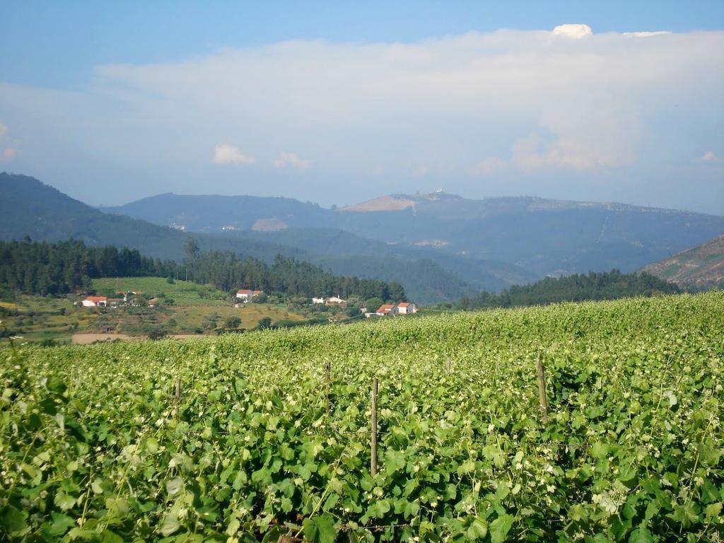 Вилла Quinta Do Cerquito Феррейра-ду-Зезери Экстерьер фото