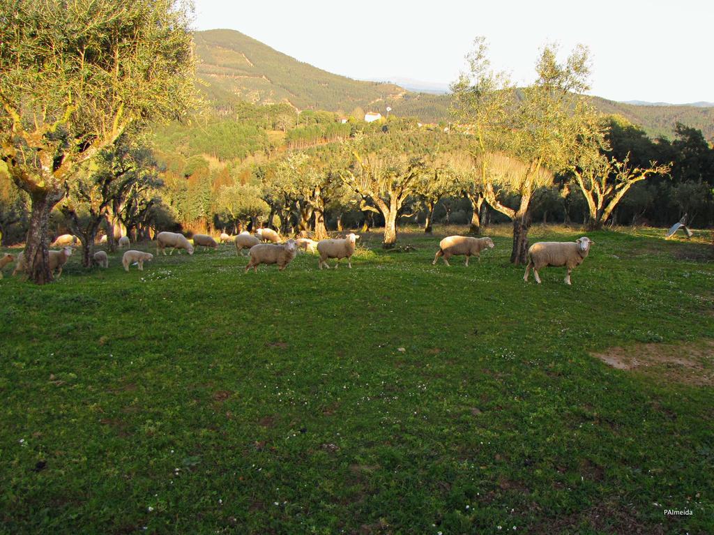 Вилла Quinta Do Cerquito Феррейра-ду-Зезери Экстерьер фото